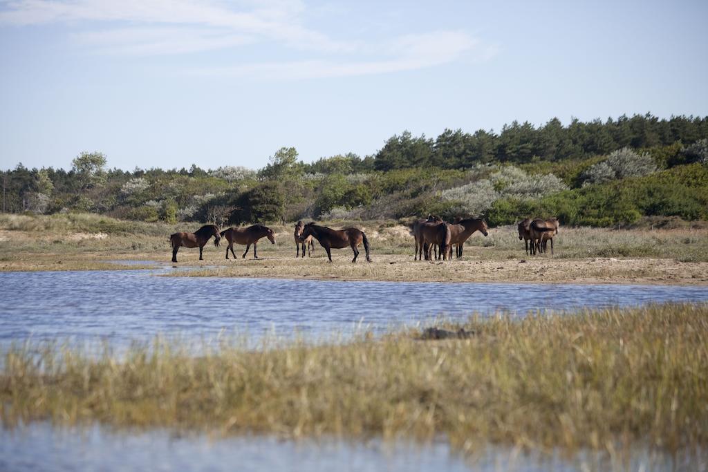 Bungalows - Bungalowpark Mooyeveld - Uniek Gelegen In De Duinen! Egmond-Binnen Ngoại thất bức ảnh
