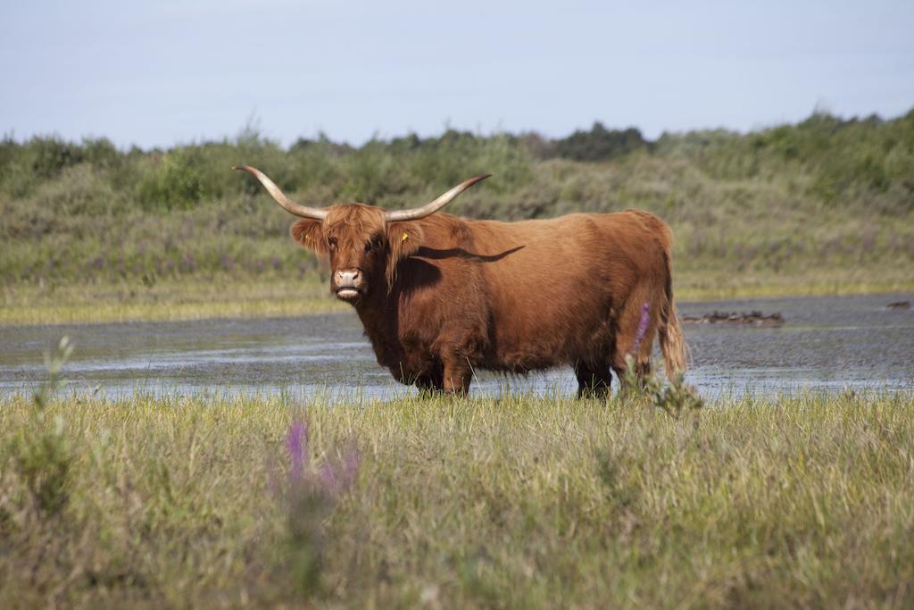 Bungalows - Bungalowpark Mooyeveld - Uniek Gelegen In De Duinen! Egmond-Binnen Ngoại thất bức ảnh
